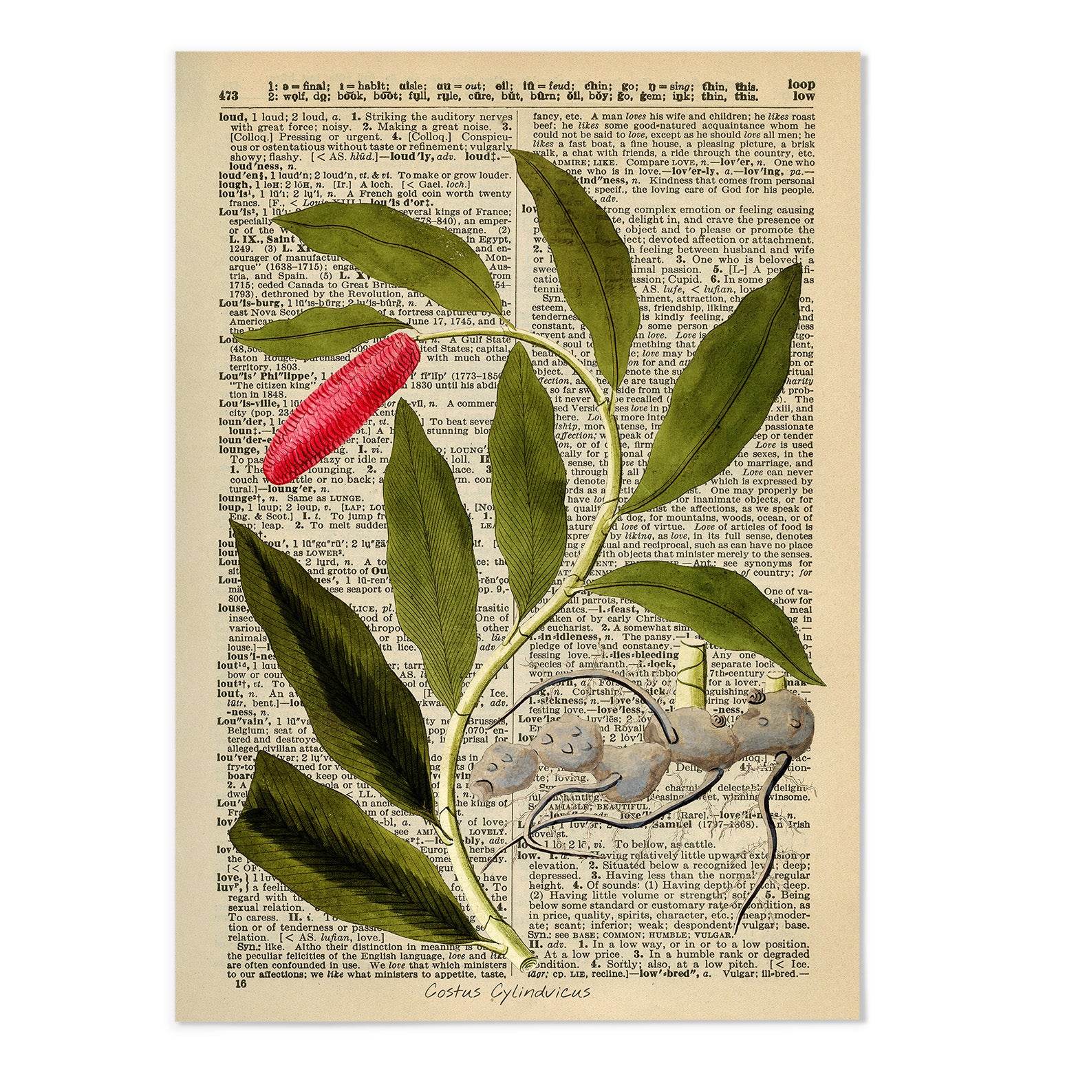Vintage Dictionary Botanical III Art Print