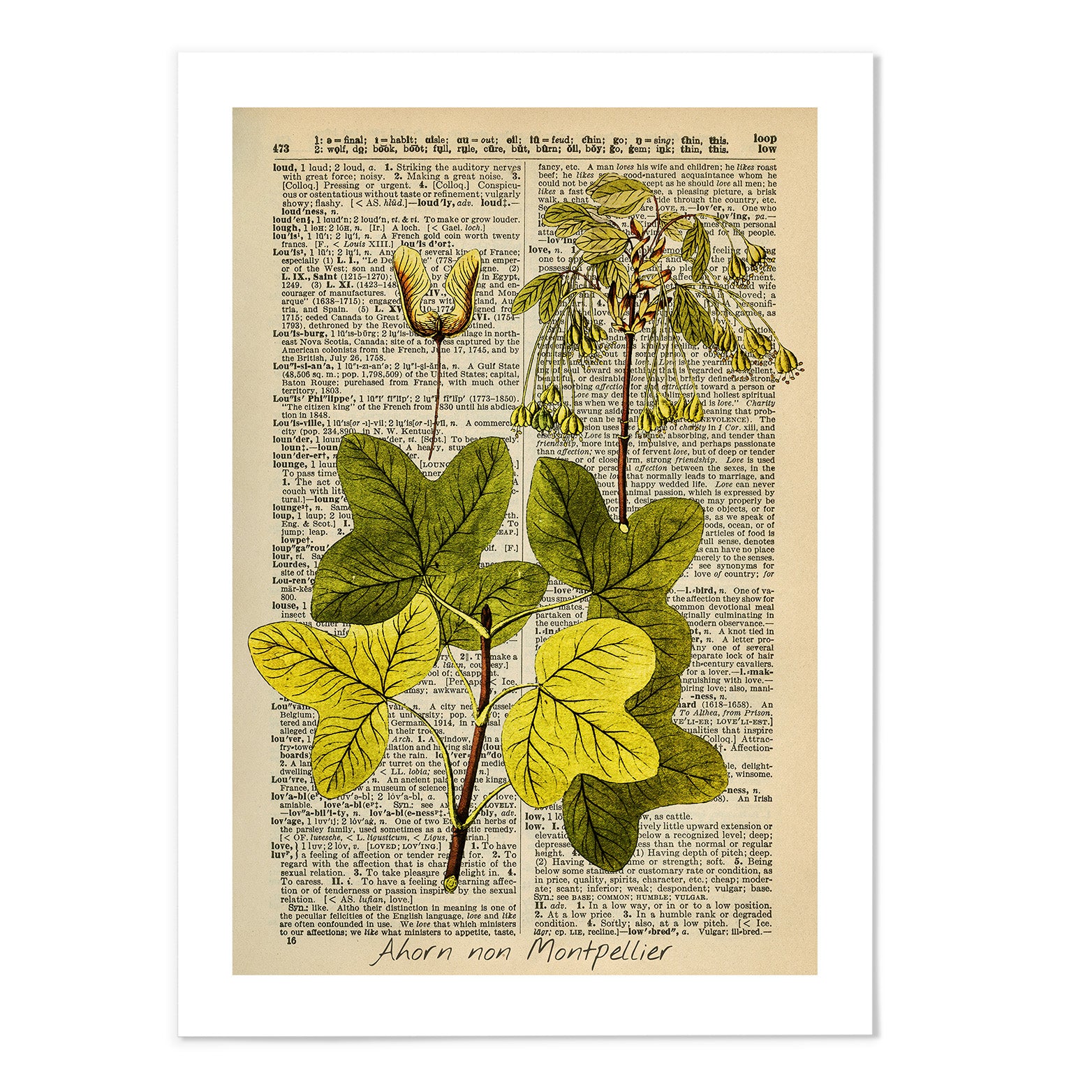 Vintage Dictionary Botanical V Art Print