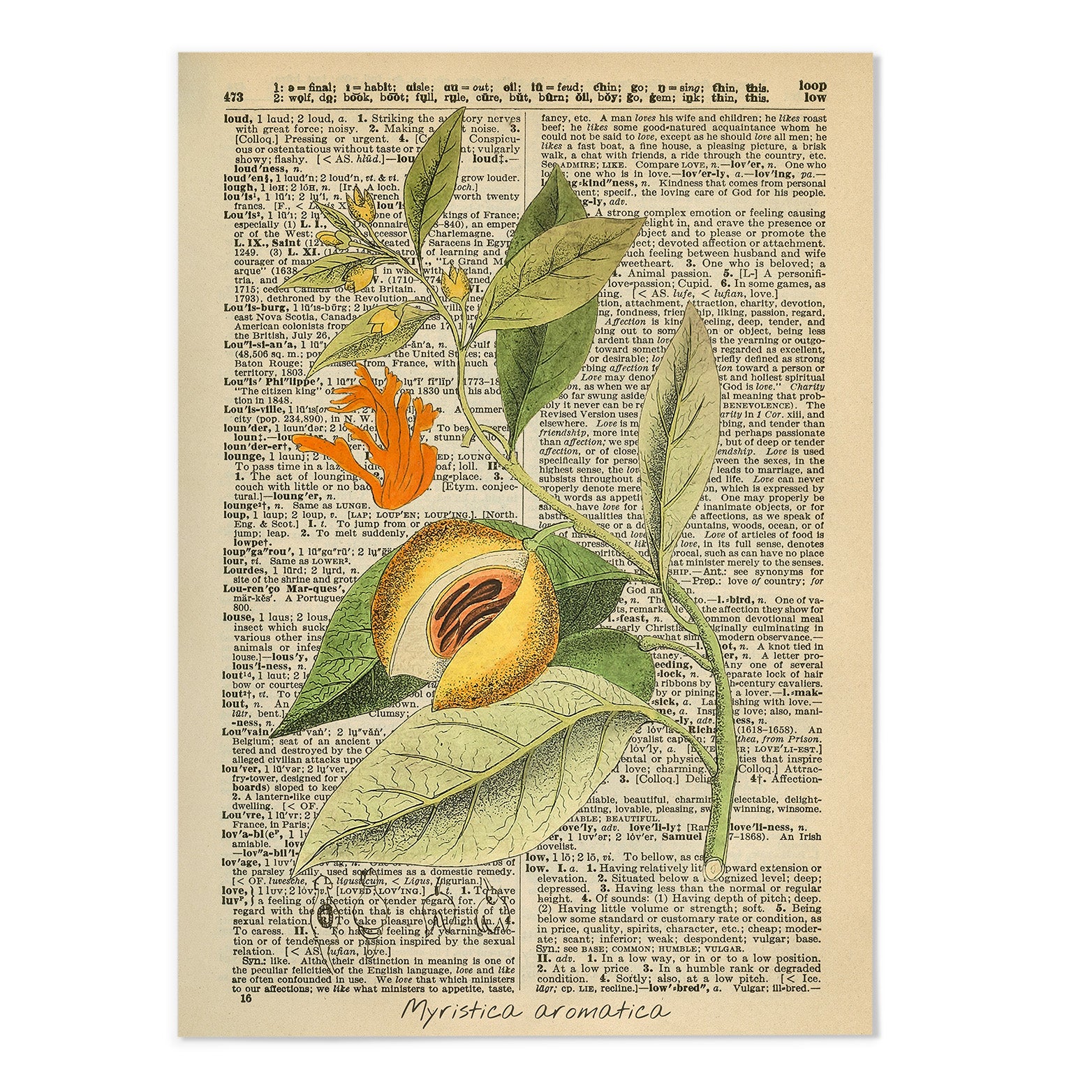 Vintage Dictionary Botanical VI Art Print