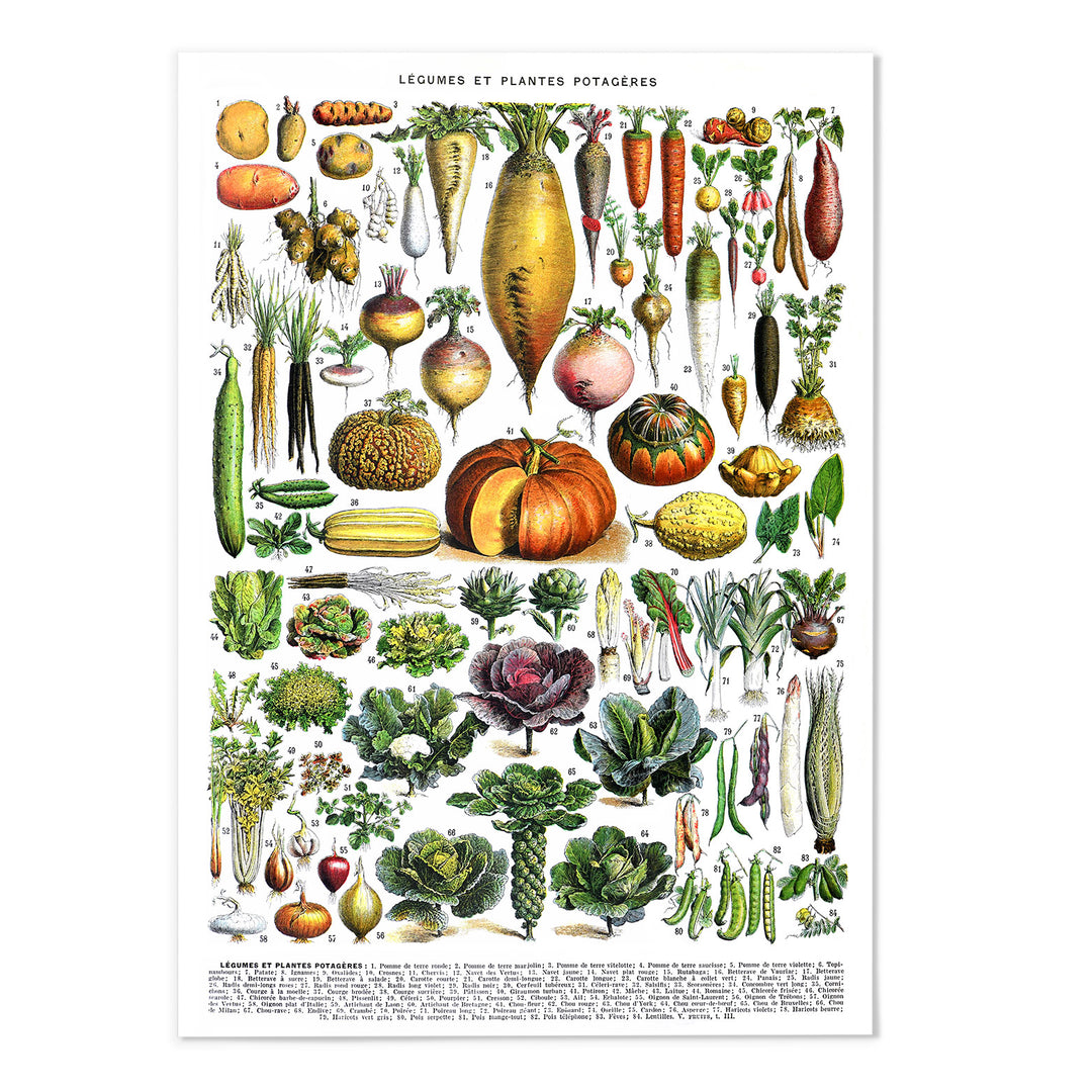 Adolphe Millot Vegetable Plant Art Print