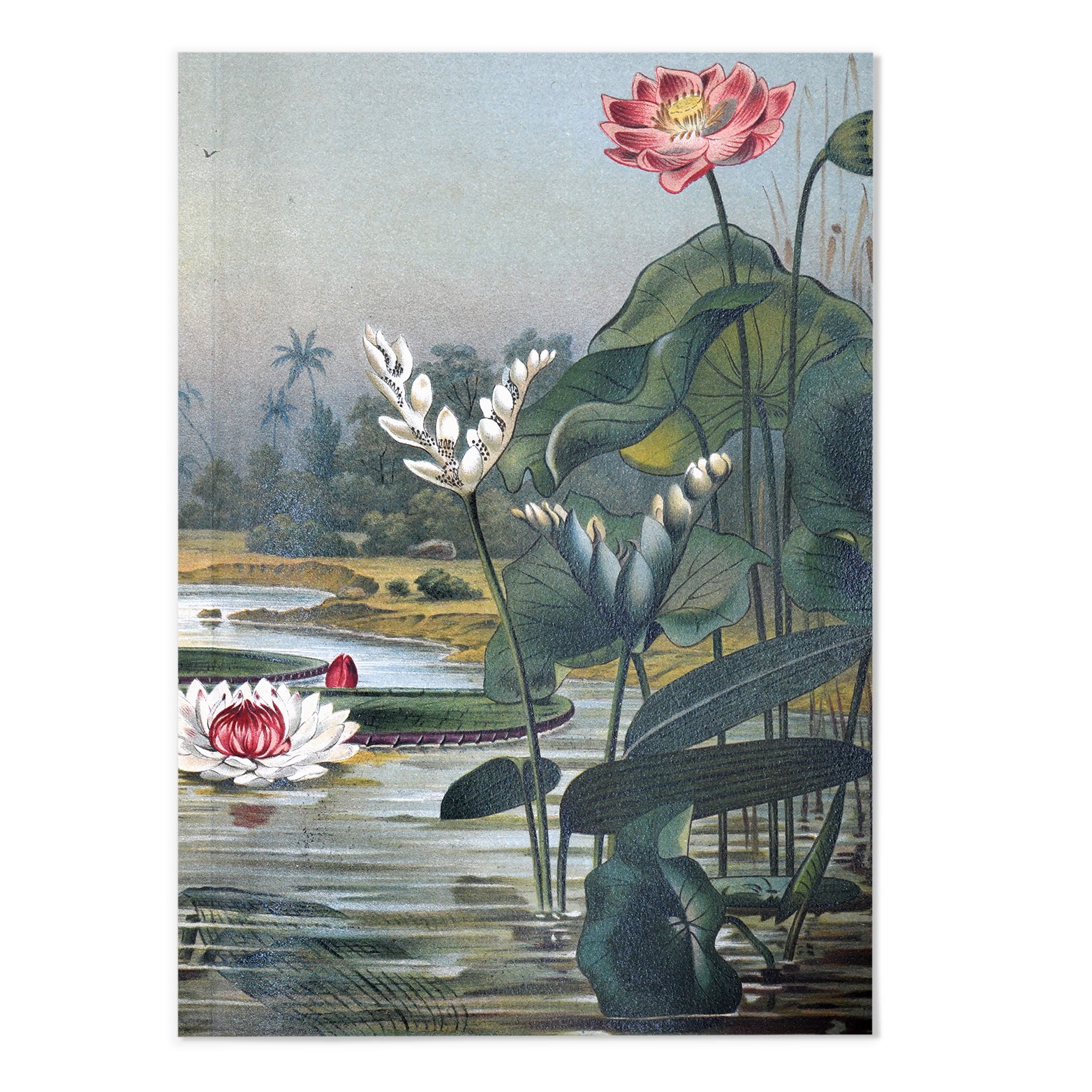 Vintage Botanical III Art Print