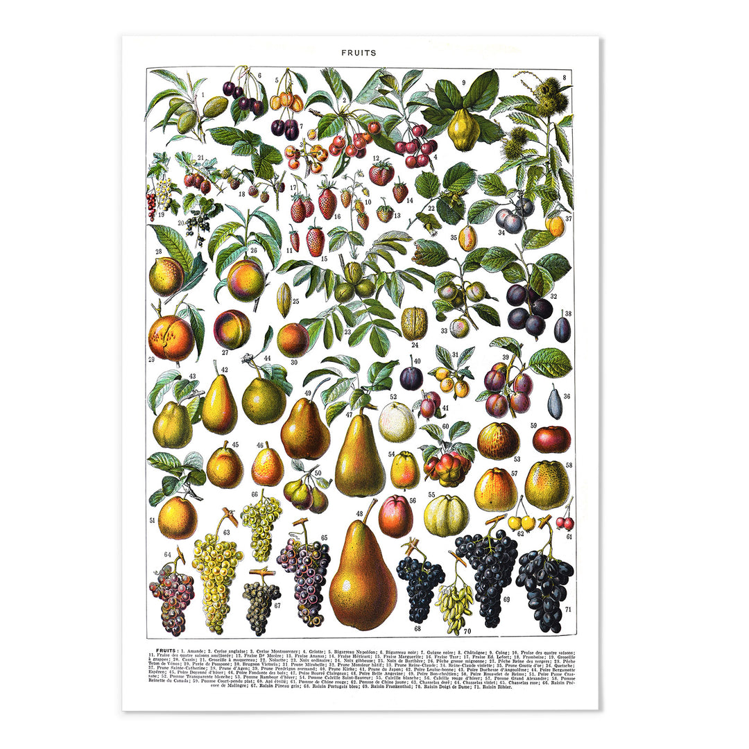 Adolphe Millot Fruits Art Print