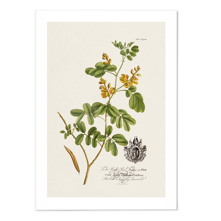 18th Century Botanical Art Print