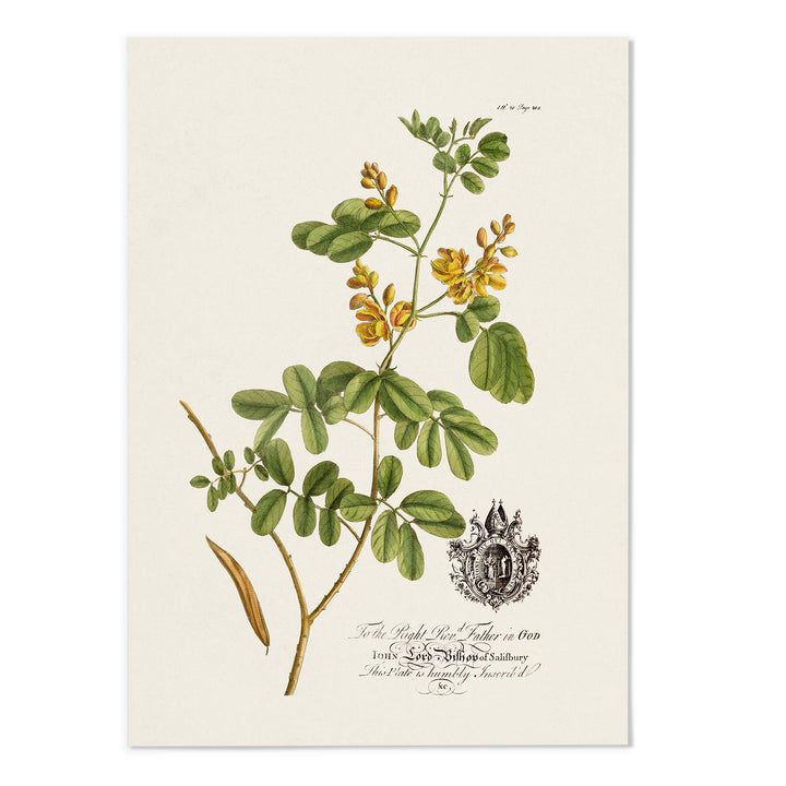 18th Century Botanical Art Print