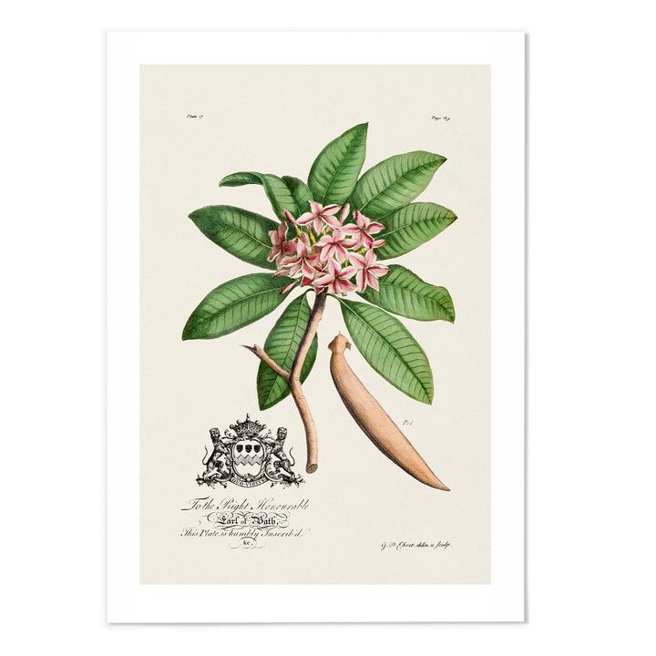 18th Century Botanical II Art Print