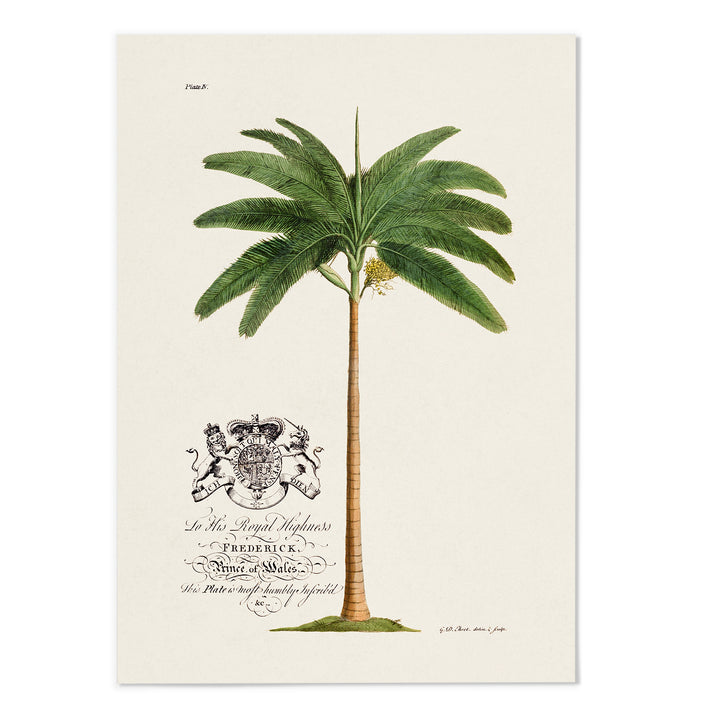 18th Century Palm Tree Art Print