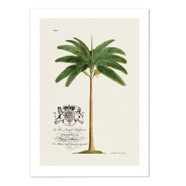 18th Century Palm Tree Art Print