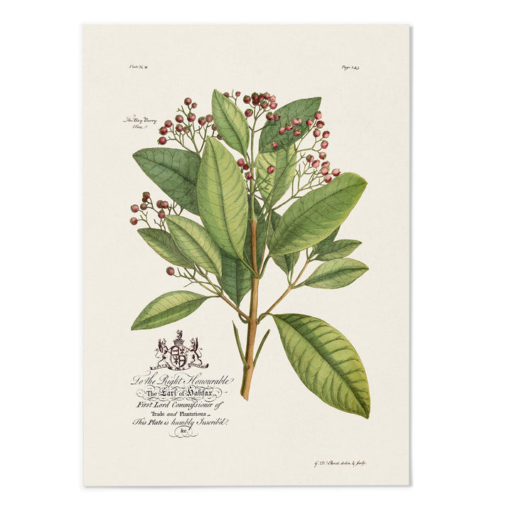 18th Century Botanical III Art Print