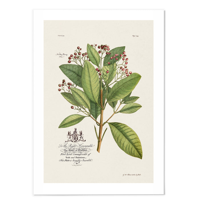 18th Century Botanical III Art Print