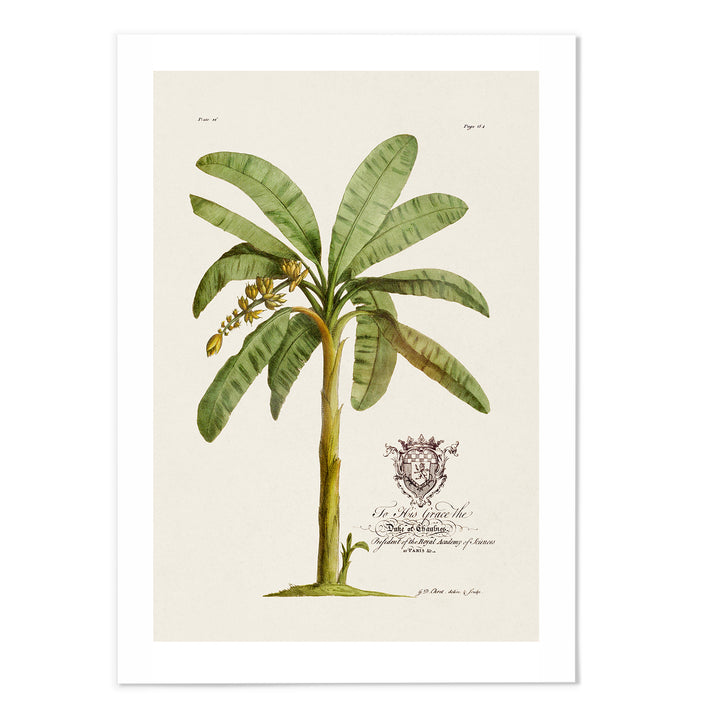 18th Century Banana Tree Art Print