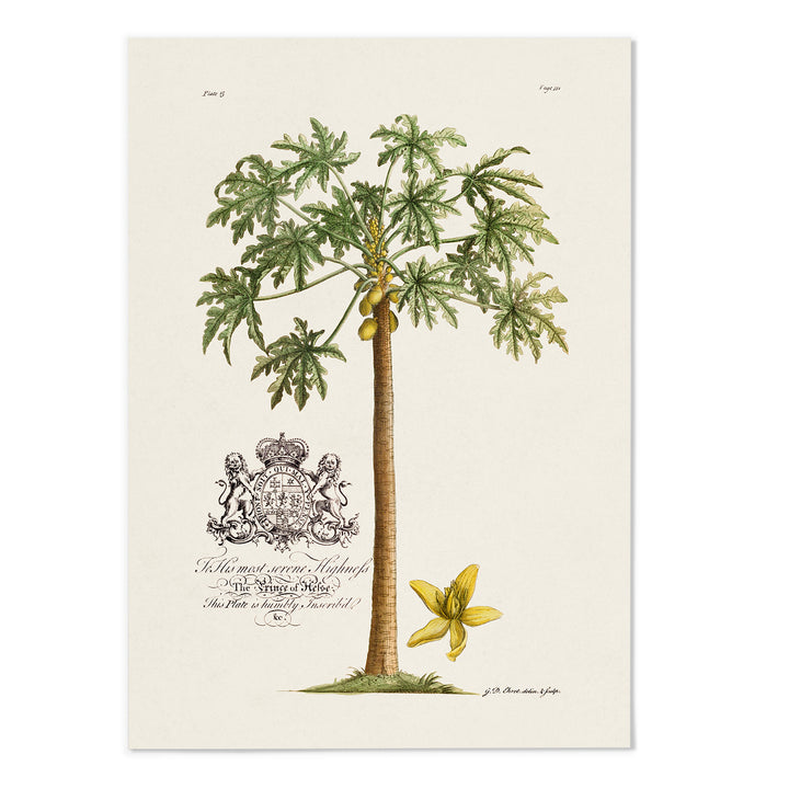 18th Century Papaya Tree Art Print