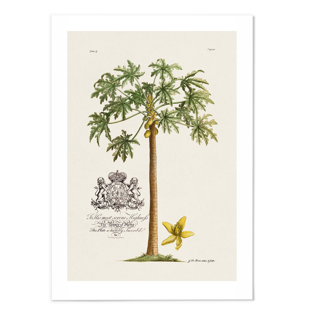 18th Century Papaya Tree Art Print