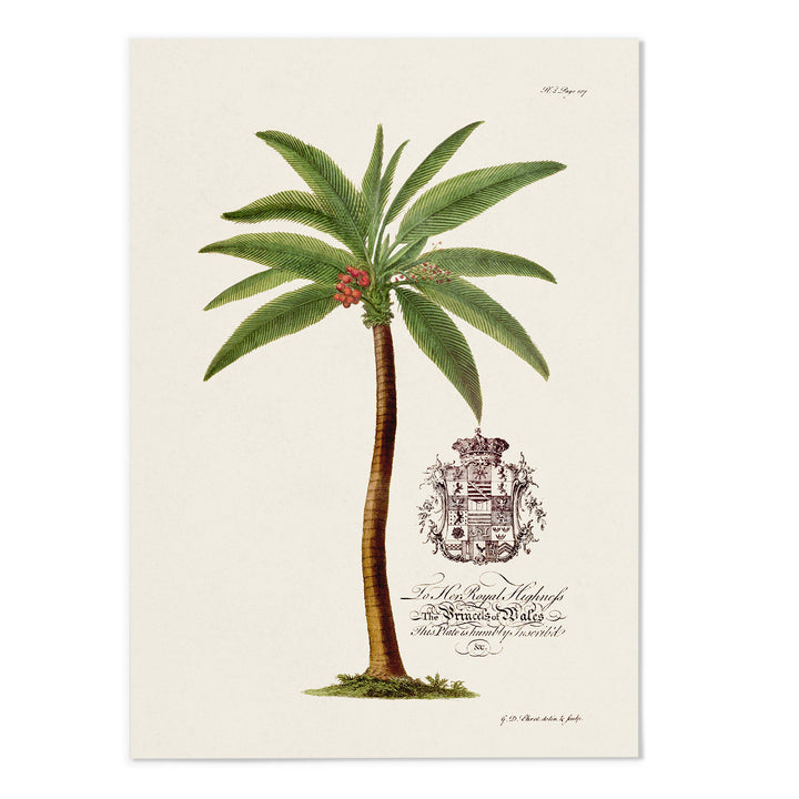 18th Century Palm Tree II Art Print