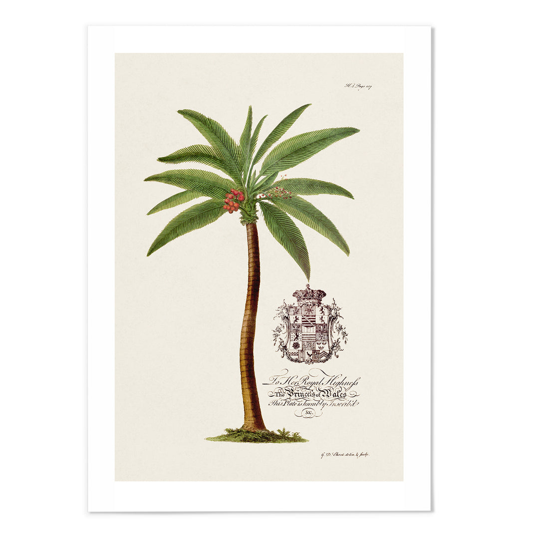 18th Century Palm Tree II Art Print