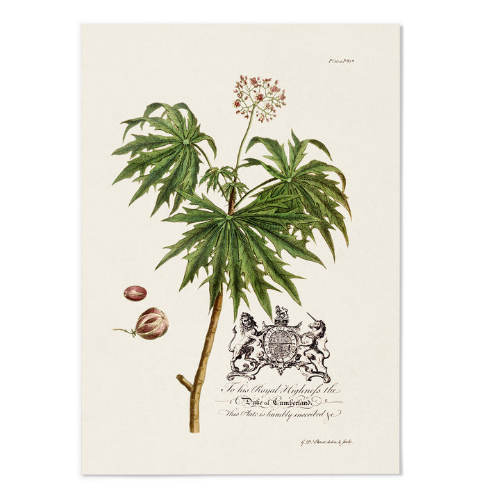 18th Century Castor Oil Plant Art Print