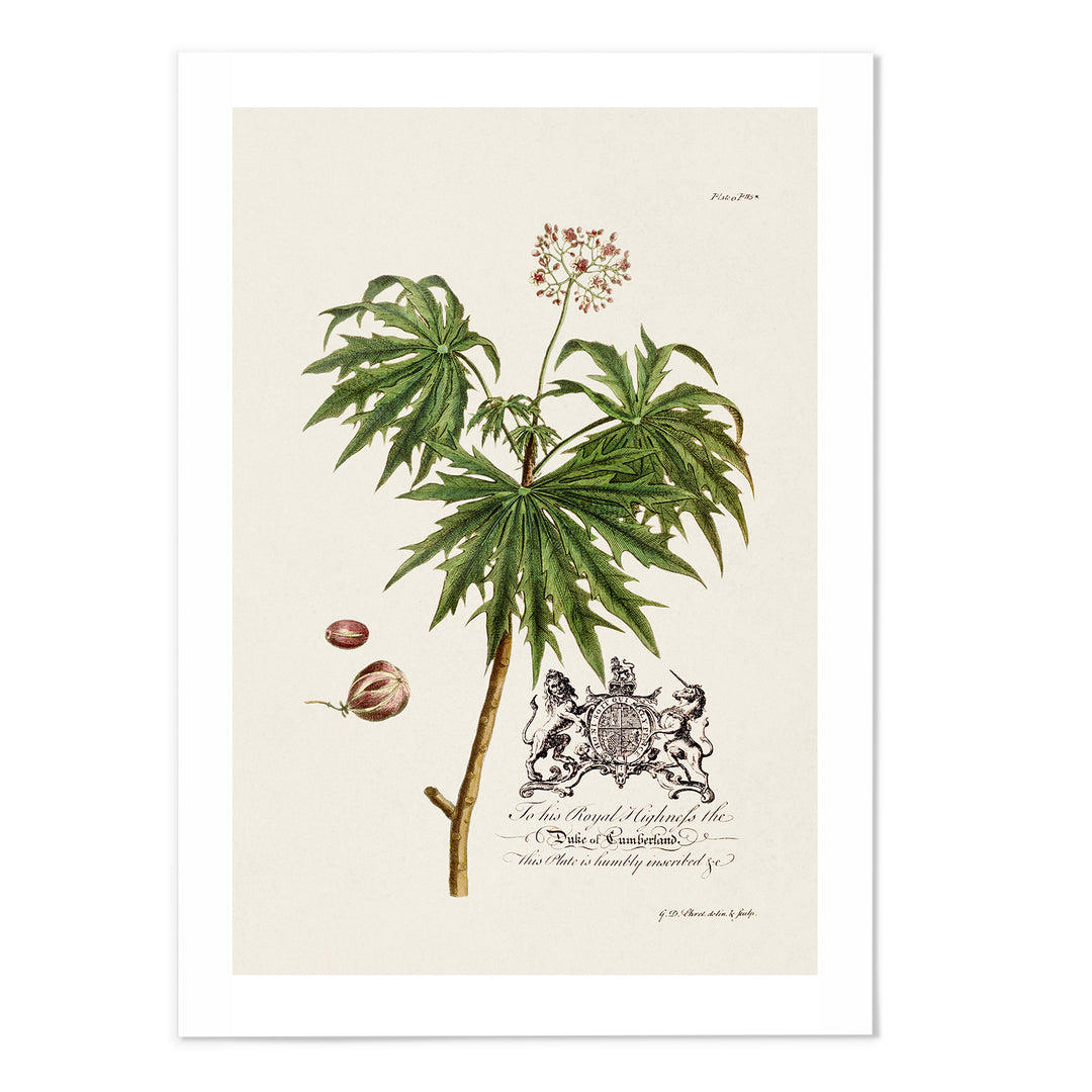 18th Century Castor Oil Plant Art Print