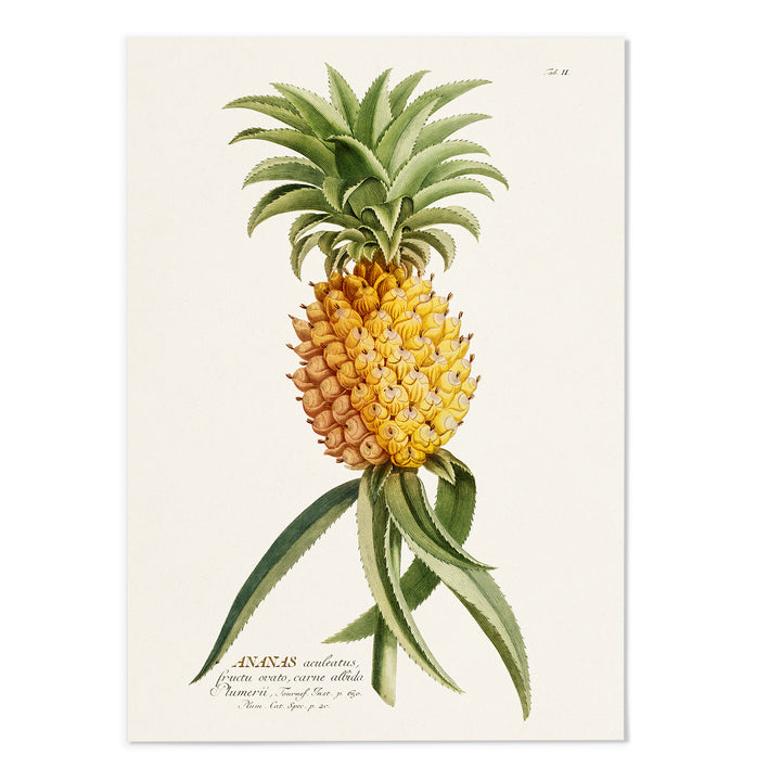 18th Century Pineapple Art Print