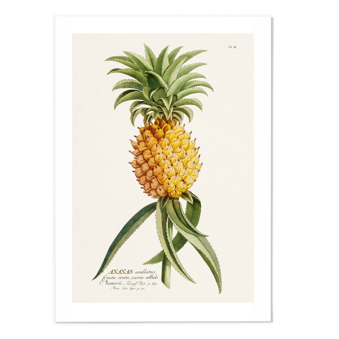 18th Century Pineapple Art Print