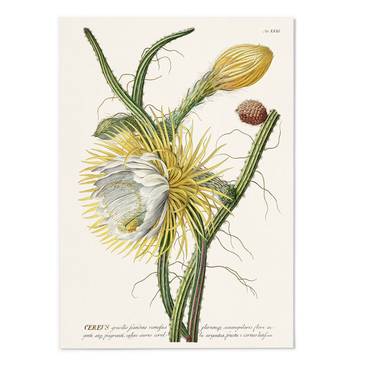 18th Century Night Blooming Cereus Art Print