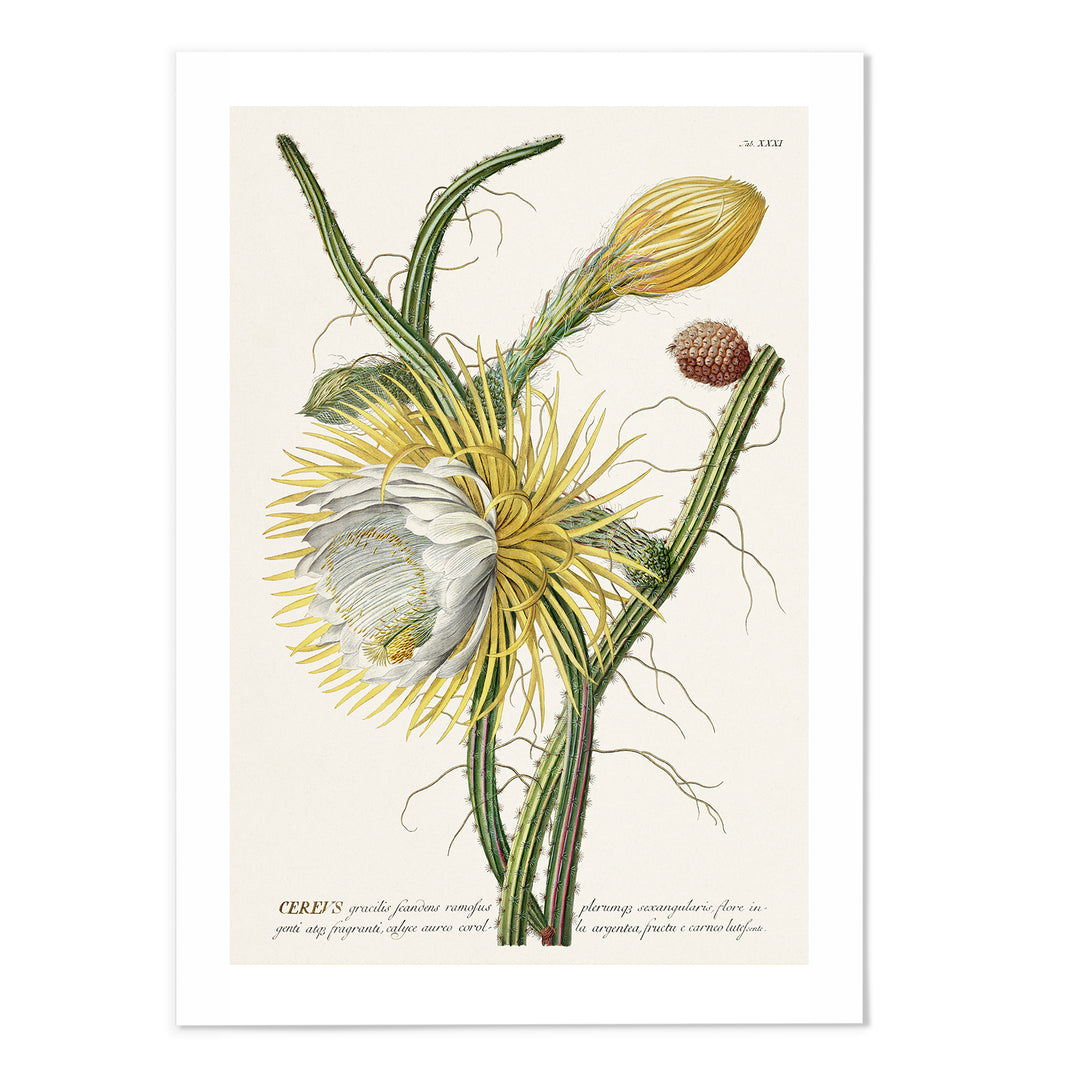 18th Century Night Blooming Cereus Art Print