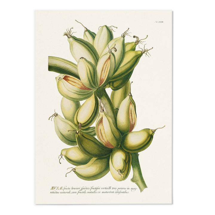 18th Century Banana II Art Print