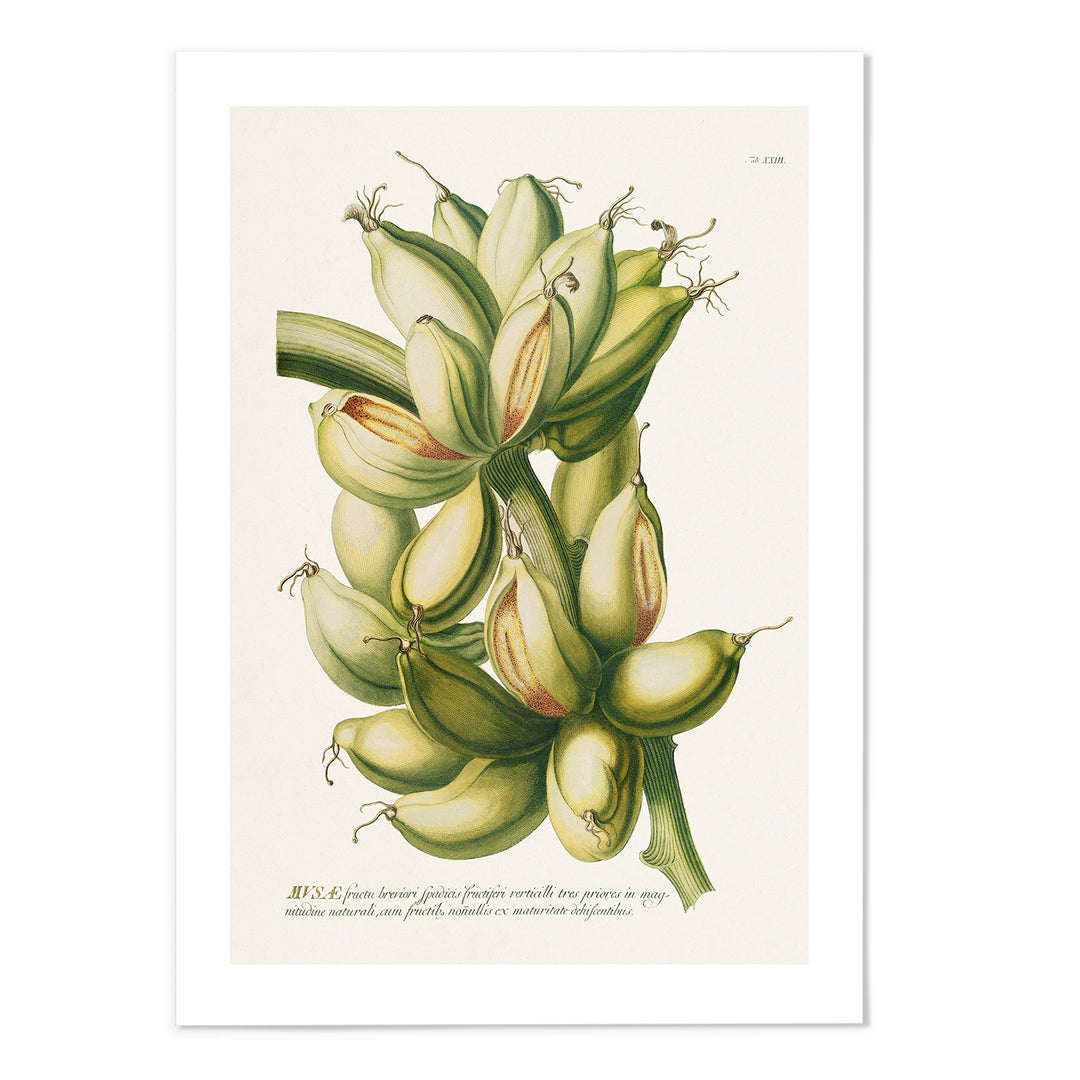 18th Century Banana II Art Print