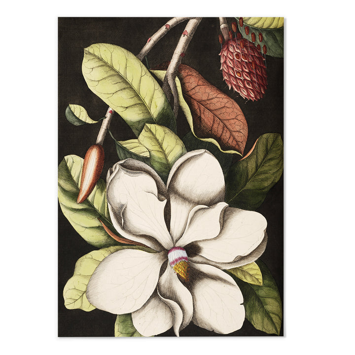 Magnolia I Art Print