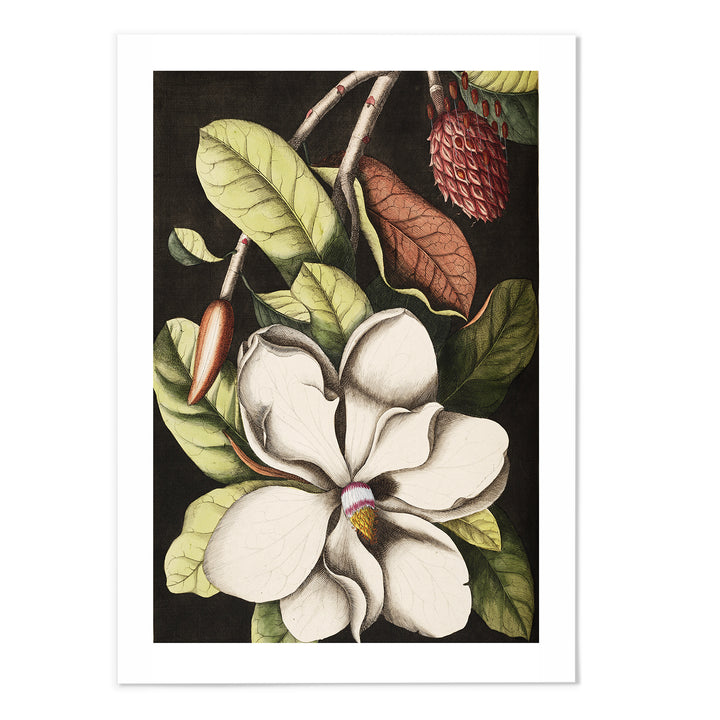 Magnolia I Art Print