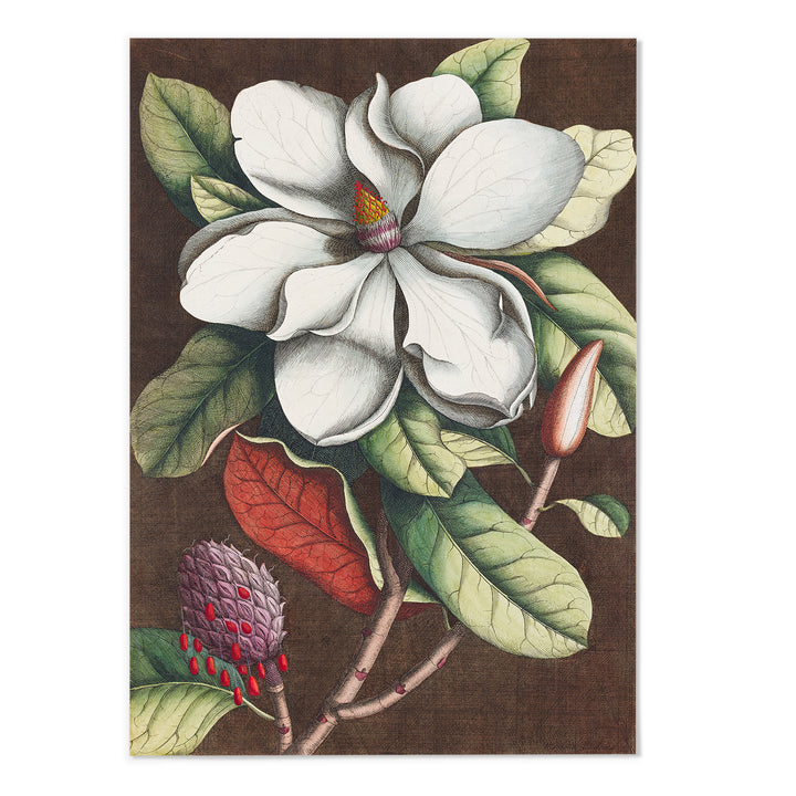 Magnolia II Art Print