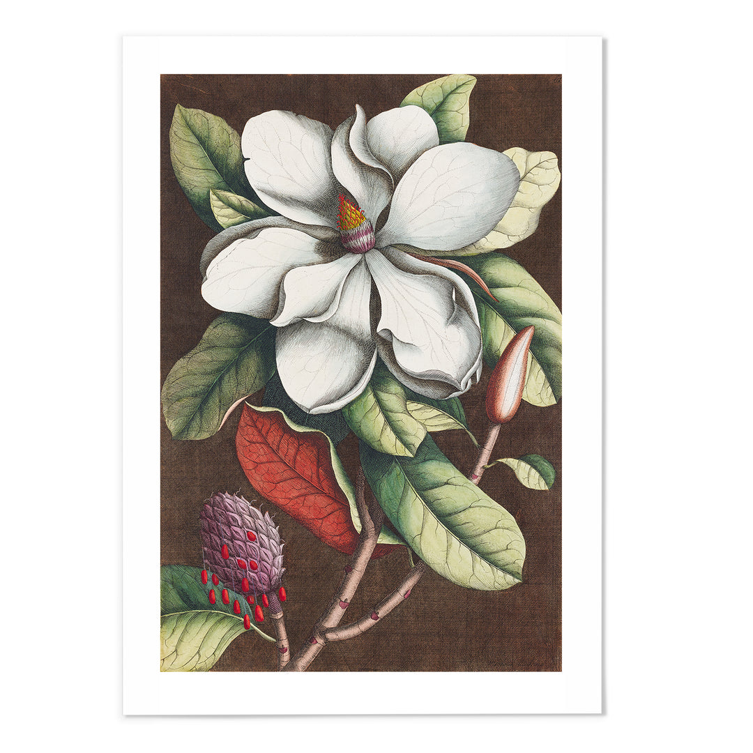 Magnolia II Art Print