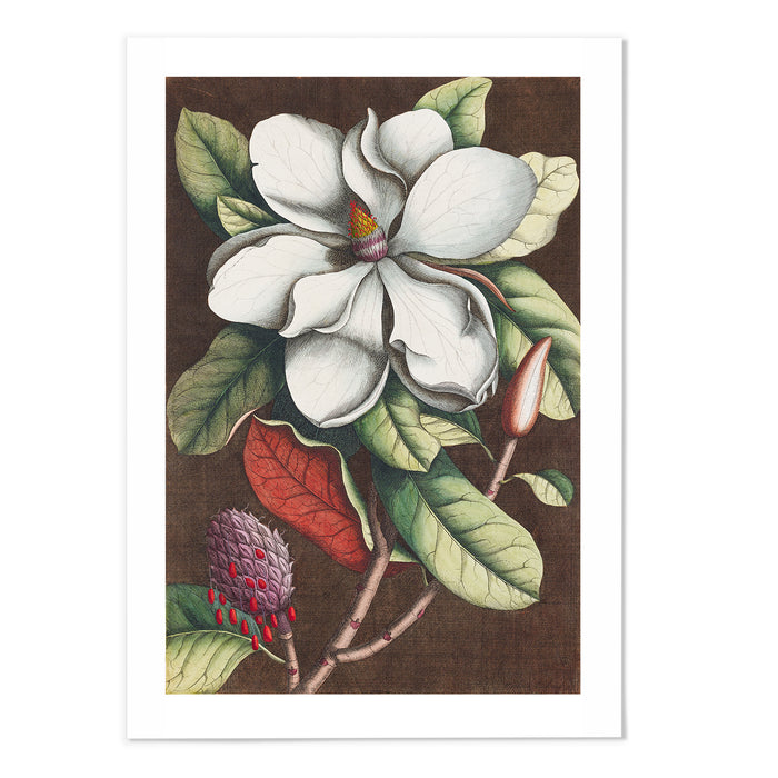 Magnolia II