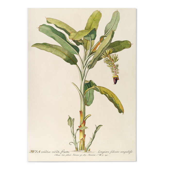 Musa II