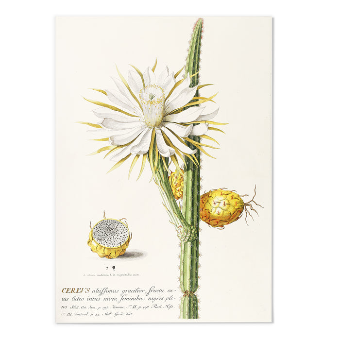 Cereus II