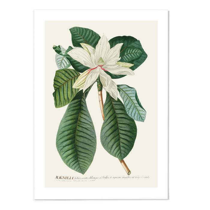 Magnolia III