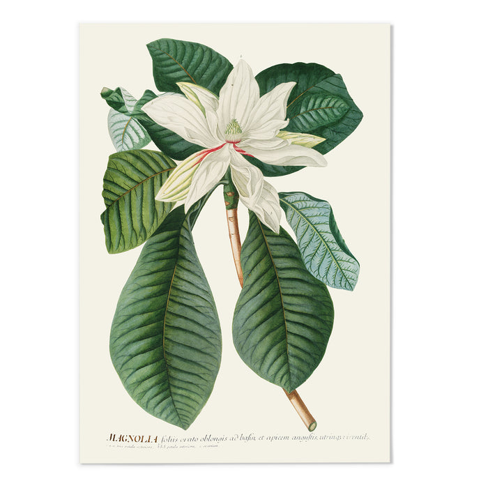 Magnolia III