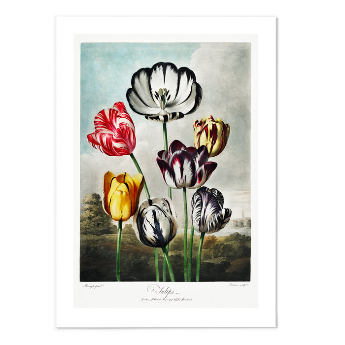 A Group Of Tulips