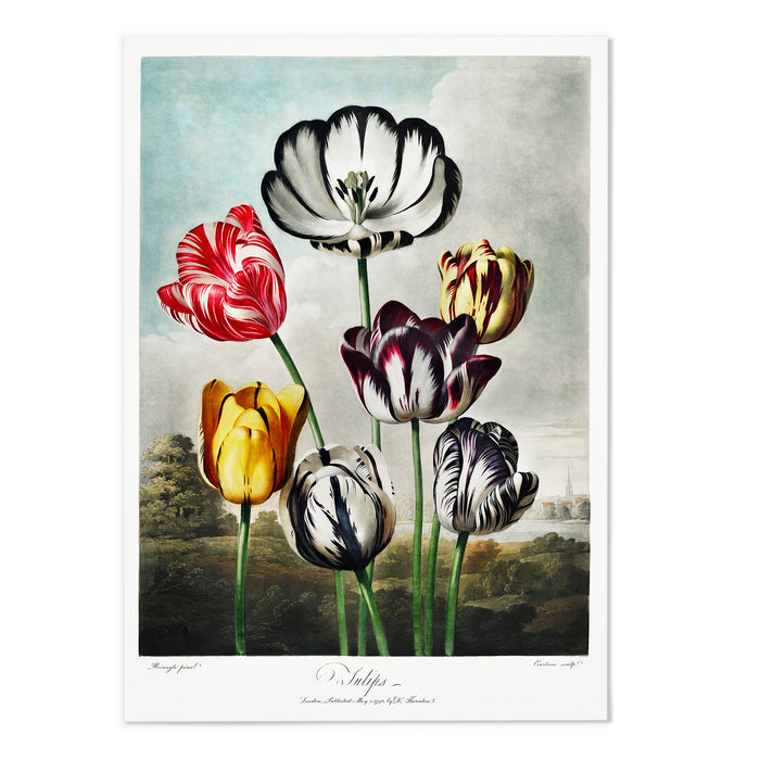 A Group Of Tulips