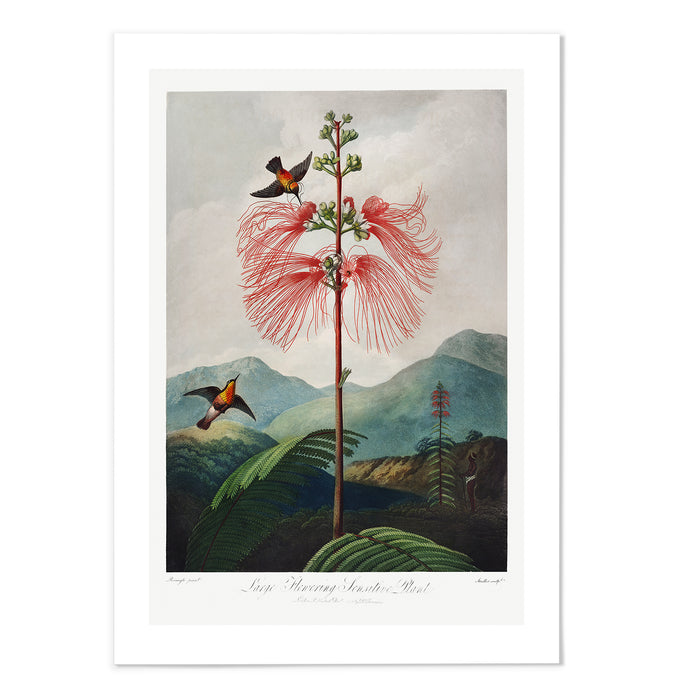 Large Flowering Sensitive Plant