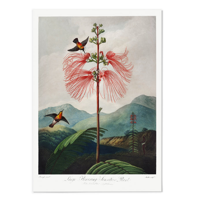 Large Flowering Sensitive Plant