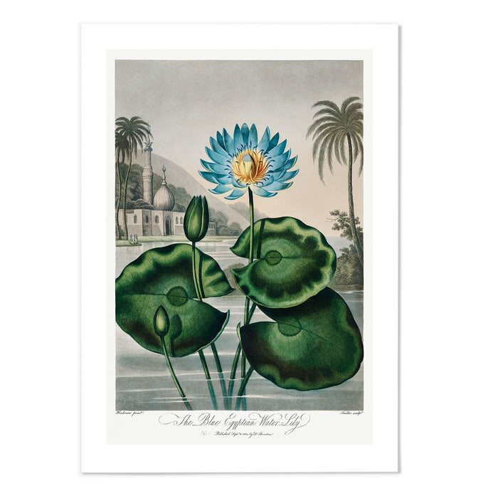 The Blue Egyptian Water-Lily