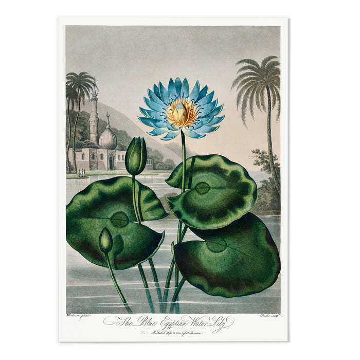 The Blue Egyptian Water-Lily