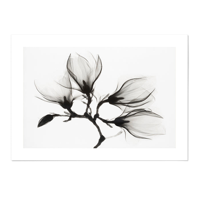 Magnolia Branch with Four Flowers