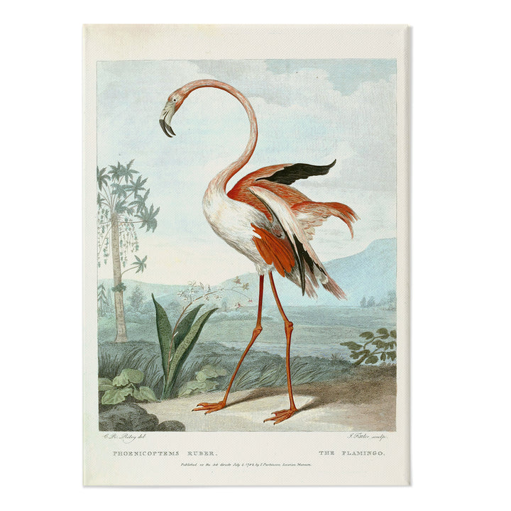 THE FLAMINGO II Canvas Print