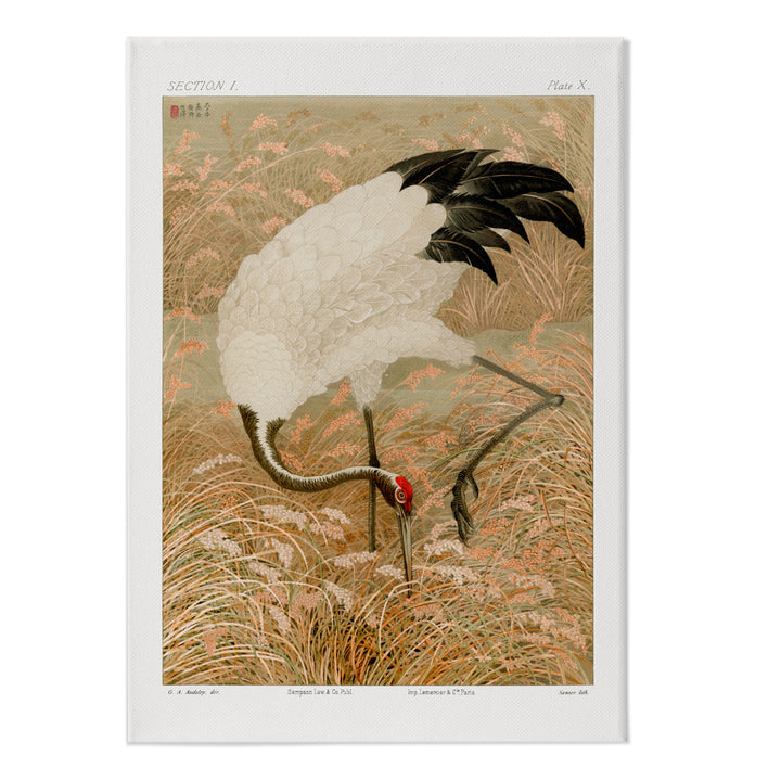 SARUS CRANE IN RICE FIELD Canvas Print