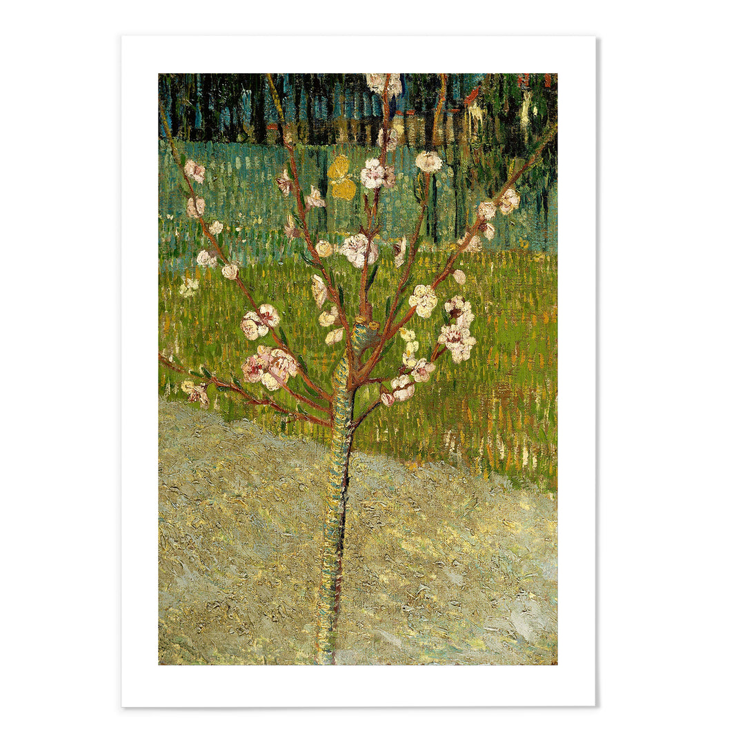 Almond tree in blossom Van Gogh