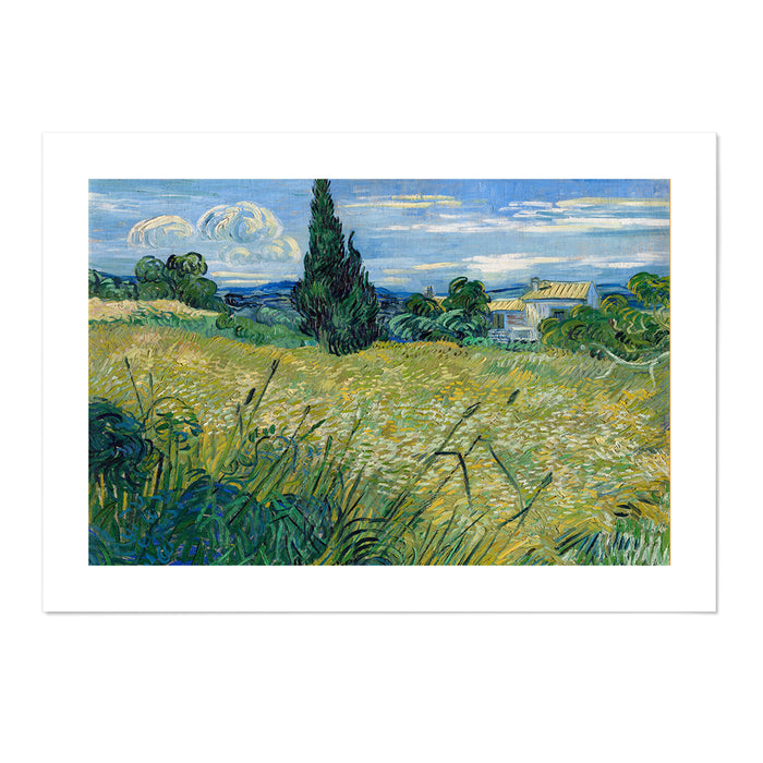 Green Wheat Field with Cypress