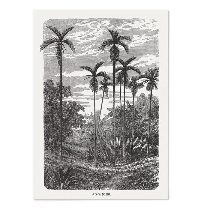 Vintage Etching Palm Tree II