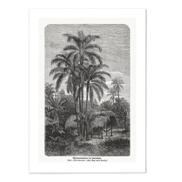 Vintage Etching Palm Tree III