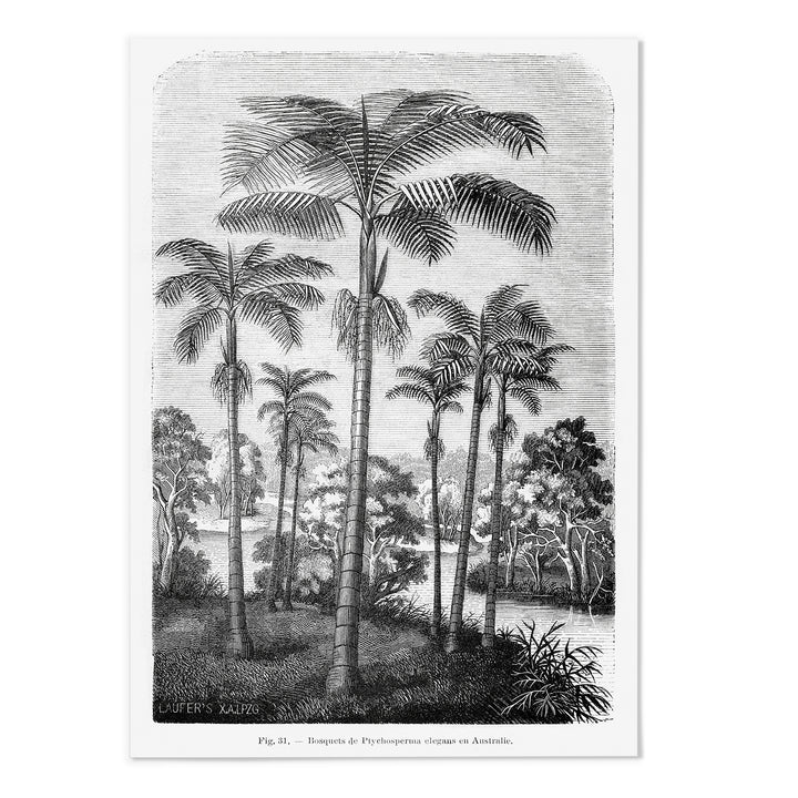 Vintage Etching Palm Tree Art Print