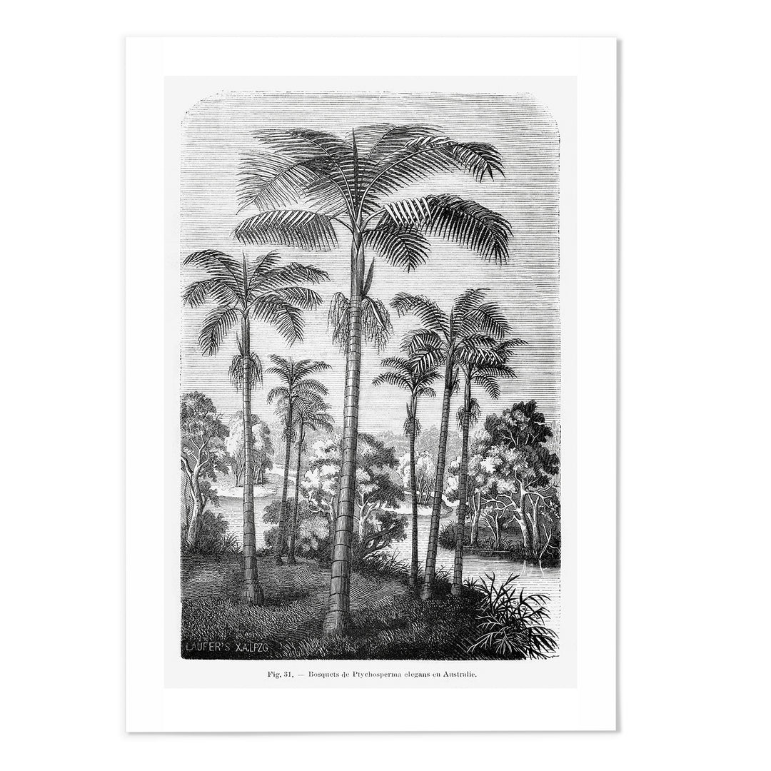 Vintage Etching Palm Tree Art Print